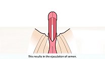 O orgasmo masculino explicou
