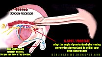 anatomia travesti
