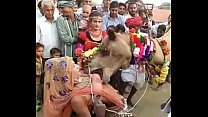 Kamel saugte Brüste von Rajasthani Mädchen