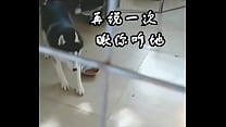 Dog fight