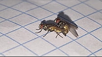 Apareamiento creativo y satisfactorio para perpetuar la especie insectus volarius  de genero masculino y femenino de la rama de las moscus Volaris